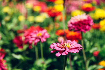 blooming pink flowers.