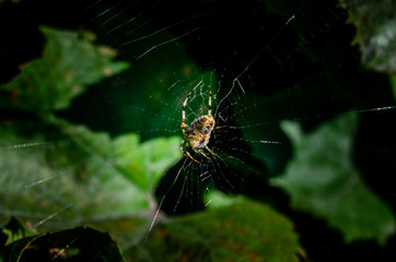 A spider weaves a cobweb close-up. Spider hunts flies
