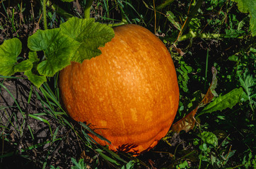 Young pumpkin grows in the garden. Beautiful orange pumpkin. 