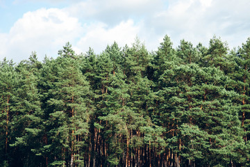 Beautiful forest of pine trees.