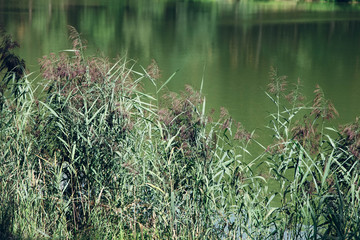 Bulrush near river