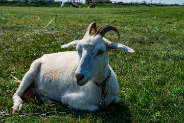 White domestic diary goat lying on green meadow