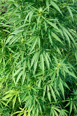 Marijuana. Cannabis sativa.