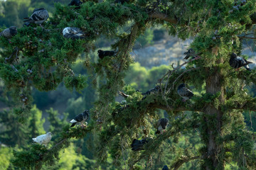 Tree full of birds in Greece