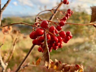 A Bunch of Red Berries on a Tree in Norway