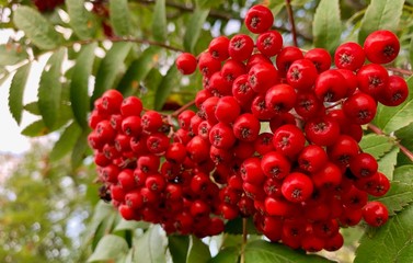 A Bunch of Red Berries on a Tree in Norway