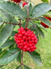 A Bunch of Red Berries on a Tree in Norway