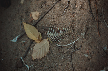 Fish bones and yellow leaves on the sand. Dirty beach after the end of the holiday season. View...