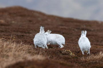 white mountain hare, lepus timidus