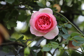 ピエール ドゥ ロンサール　クリーム色地に中心がピンクのバラ