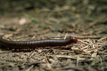 Millipedes walking on the ground That is in the tropical forest