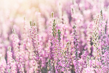 Heather flowers. Bright with sunny reflection natural defocused background.              