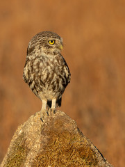 Little owl (Athene noctua) perched on a stone