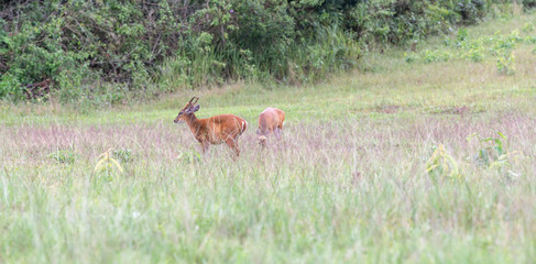 Close-up image of young roe deer are feeding in the fields of Khao Yai.