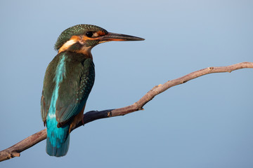 Common Kingfisher female [Alcedo atthis] Eurasian kingfisher and river kingfisher. Bird sitting on a branch. Birds of Europe. Spain