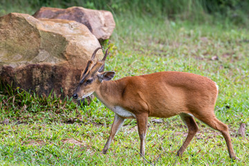Naklejka na ściany i meble Close-up image of young wild deer are feeding in the fields of Khao Yai.