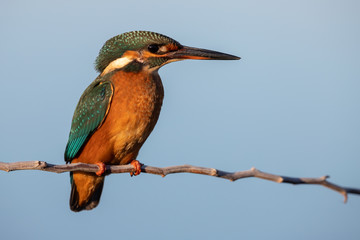 Common Kingfisher female [Alcedo atthis] Eurasian kingfisher and river kingfisher. Bird sitting on a branch. Birds of Europe. Spain