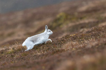 white mountain hare, lepus timidus
