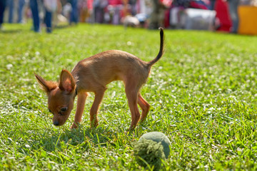 Chihuahua dog companion dog, the smallest dog in the world, close-up
