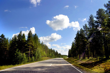 Fototapeta premium flora boschiva in finlandia