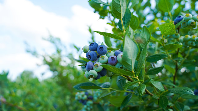 myrtilles sur l'arbuste