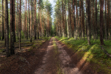 Scenic winding road in a pine forest on a summer day