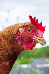 Portrait of a domestic chicken in the yard in the summer