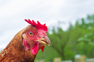Portrait of a domestic chicken in the yard in the summer
