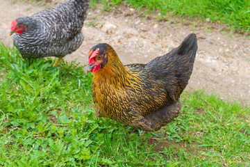 Chickens walk in the yard on the green grass