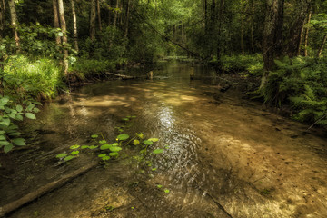 A small picturesque forest river 