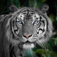 Photos of tiger naturally.