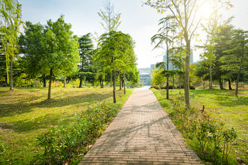Green spring sunny city park with road and beautiful trees alley