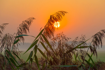 Reed along the edge of a foggy lake below a blue sky at sunrise in summer