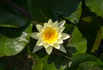 White water lily flower and green lily pads image