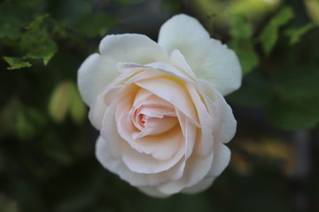 ピエール ドゥ ロンサール　クリーム色地に中心が淡いピンクのバラ