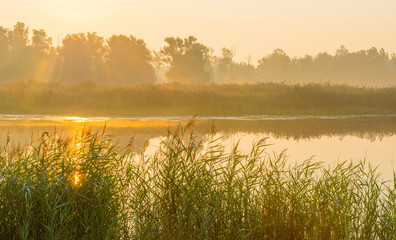 Fototapeta na wymiar Reed along the edge of a foggy lake below a blue sky at sunrise in summer