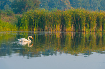 Swan swimming in a foggy lake below a blue sky at sunrise in summer