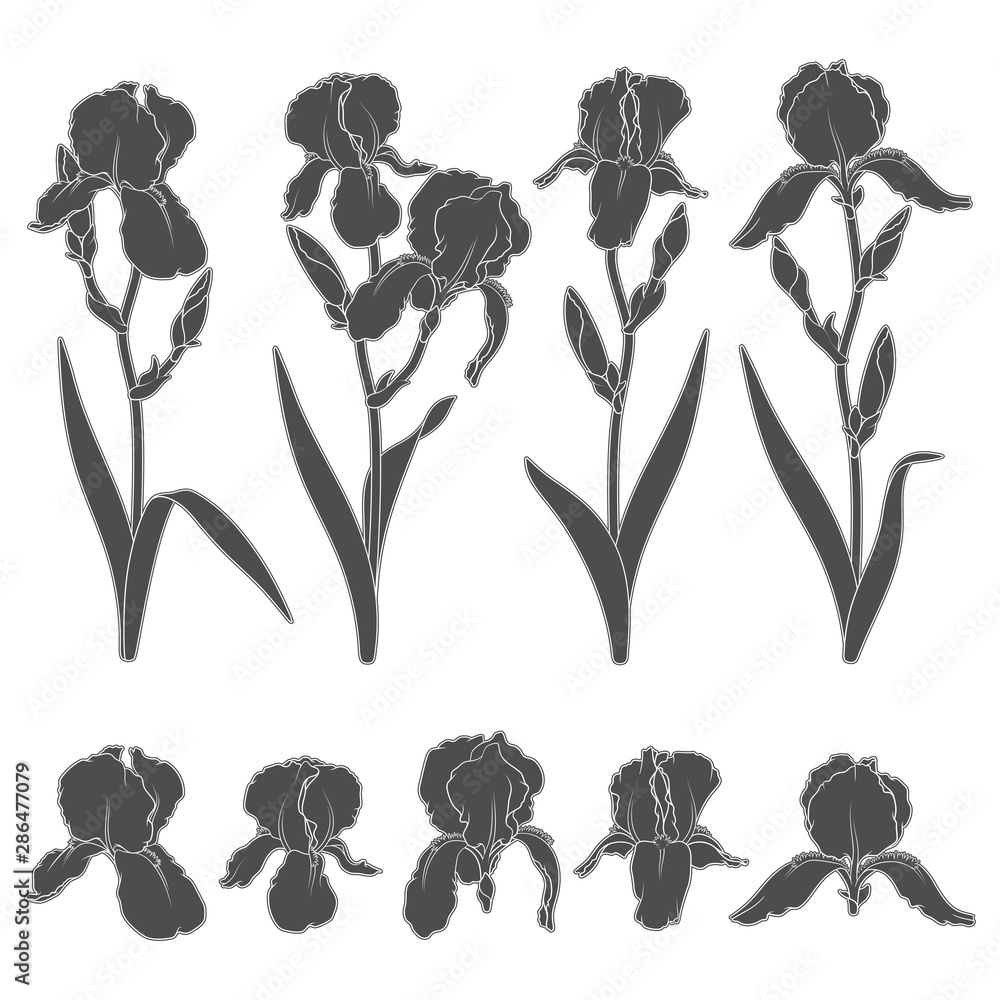 Poster set of black and white illustrations with iris flowers. isolated vector objects on white background.