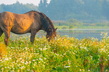 Horse in a field  along a lake below a blue sky at sunrise in summer