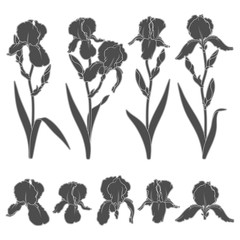 Set of black and white illustrations with iris flowers. Isolated vector objects on white background.