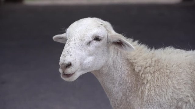White Sheep chewing cud on farm