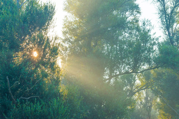 Horse in a field  along a lake below a blue sky at sunrise in summer © Naj