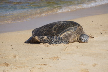 Sea Turtles Rest on Poipu Beach in Kauai