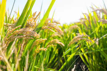 Wheat ears close-up in the sun. Immature wheat in the field and in the morning sun. Wheat in warm sunlight. Sun shine at wheat.