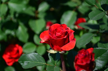 Beautiful fresh rose in the garden at morning