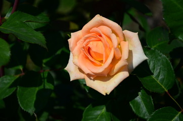 Beautiful fresh rose in the garden at morning