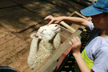 Child touching lamb