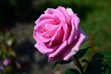 Beautiful fresh rose in the garden at morning
