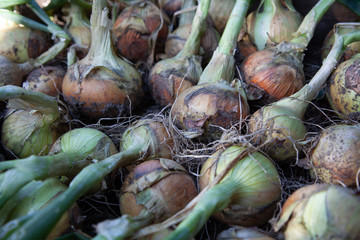 Freshly harvested onions at the allotment