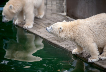 Polar bear family at the zoo